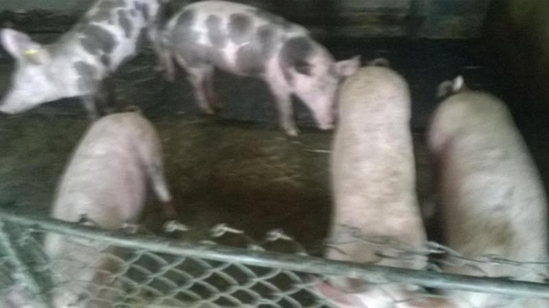 Pensiunea ,,La Struti" Târgu Neamț Esterno foto