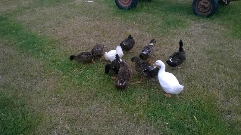 Pensiunea ,,La Struti" Târgu Neamț Esterno foto